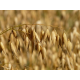 LOCIÓN CORPORAL DE AVENA SALUDFAR