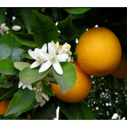 AGUA DE AZAHAR